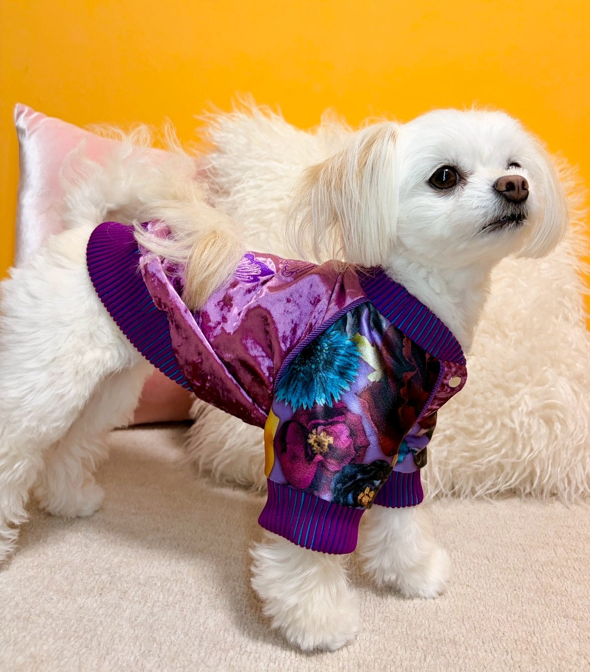 DIAMOND JACKET for DOG – MAYUKODAIMON ONLINE SHOP