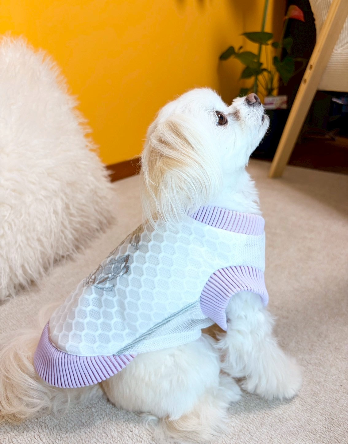 HONEYCOMB JACKET for DOG