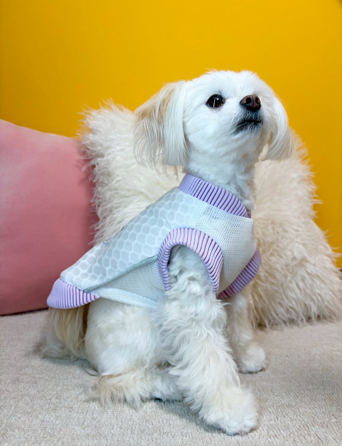 HONEYCOMB JACKET for DOG